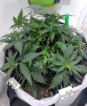 20230810_191836.jpg 20230810_191836.jpg