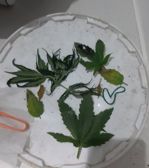 20230810_191745.jpg 20230810_191745.jpg