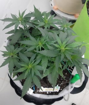 20230811_204557.jpg 20230811_204557.jpg