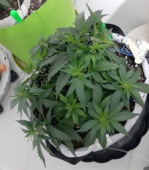 20230811_204427.jpg 20230811_204427.jpg