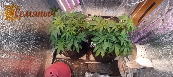 Picsart_23-08-12_09-17-44-391.jpg Picsart_23-08-12_09-17-44-391.jpg