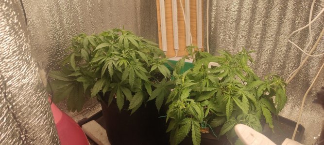 IMG_20230812_113408.jpg IMG_20230812_113408.jpg