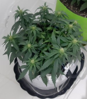 20230812_201431.jpg 20230812_201431.jpg