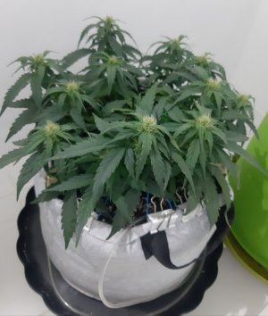 20230812_201511.jpg 20230812_201511.jpg