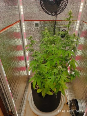 IMG_20230812_002128.jpg IMG_20230812_002128.jpg