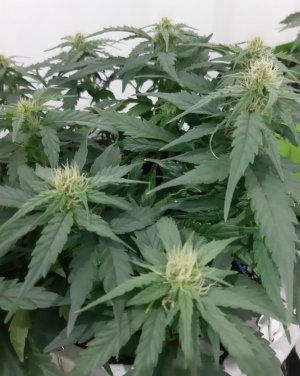 20230813_145123.jpg 20230813_145123.jpg