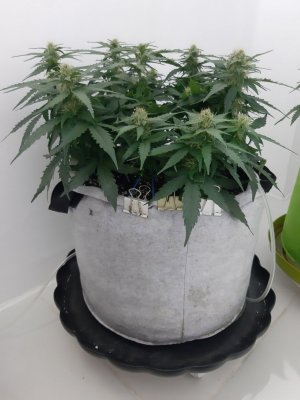 20230813_143353.jpg 20230813_143353.jpg