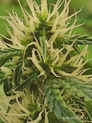 IMG_20230815_231550.jpg IMG_20230815_231550.jpg