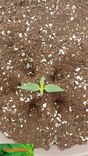 Picsart_23-08-14_07-55-43-425.jpg Picsart_23-08-14_07-55-43-425.jpg