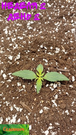 Picsart_23-08-15_07-44-07-939.jpg Picsart_23-08-15_07-44-07-939.jpg