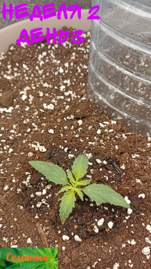 Picsart_23-08-16_07-29-47-088.jpg Picsart_23-08-16_07-29-47-088.jpg