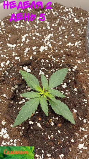 Picsart_23-08-18_09-04-39-130.jpg Picsart_23-08-18_09-04-39-130.jpg