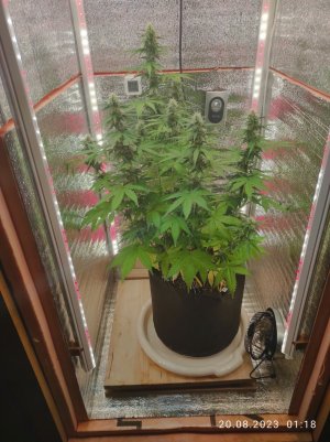 IMG_20230820_011807.jpg IMG_20230820_011807.jpg