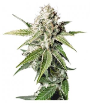 white widow ghs.jpg white widow ghs.jpg