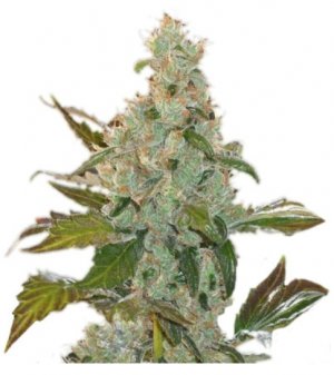 cheese ghs.jpg cheese ghs.jpg