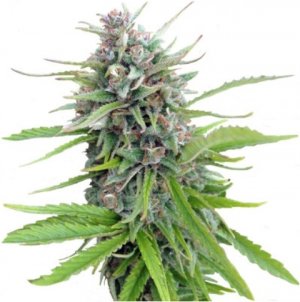 exodus cheese.jpg exodus cheese.jpg