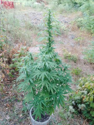 IMG_20230826_064544_547.jpg IMG_20230826_064544_547.jpg