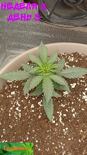 Picsart_23-08-25_07-43-25-622.jpg Picsart_23-08-25_07-43-25-622.jpg