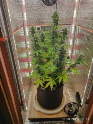 IMG_20230830_002117.jpg IMG_20230830_002117.jpg