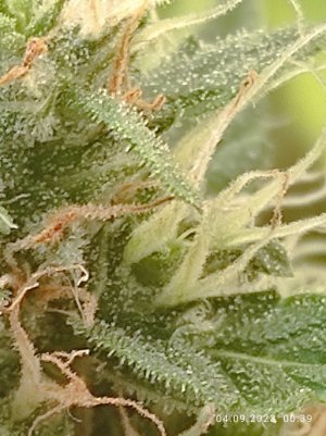 IMG_20230904_003928.jpg IMG_20230904_003928.jpg