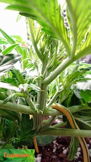 Picsart_23-09-02_22-02-30-511.jpg Picsart_23-09-02_22-02-30-511.jpg