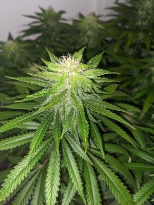 PXL_20230903_204346060.jpg PXL_20230903_204346060.jpg