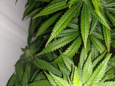 PXL_20230903_204501249.jpg PXL_20230903_204501249.jpg