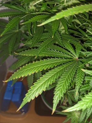 PXL_20230903_204145644.jpg PXL_20230903_204145644.jpg