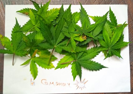 дефолиация_46дн (1).jpg