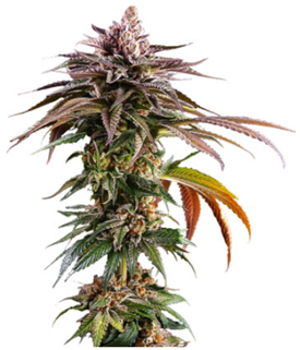 1694097412798.png 1694097412798.png