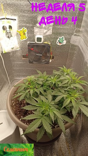 Picsart_23-09-07_07-32-41-493.jpg Picsart_23-09-07_07-32-41-493.jpg