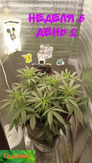 Picsart_23-09-12_07-21-19-242.jpg Picsart_23-09-12_07-21-19-242.jpg