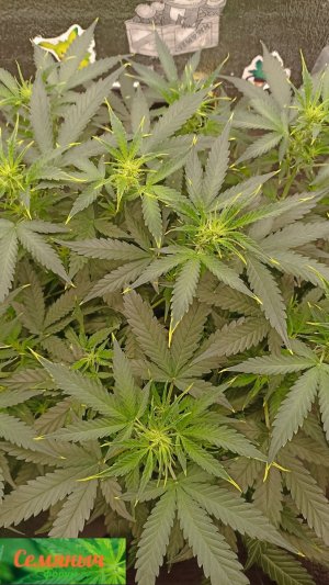 Picsart_23-09-17_09-01-42-170.jpg Picsart_23-09-17_09-01-42-170.jpg