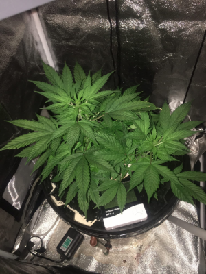 1694970982790.png 1694970982790.png