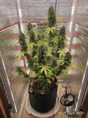 IMG_20230913_234702.jpg IMG_20230913_234702.jpg