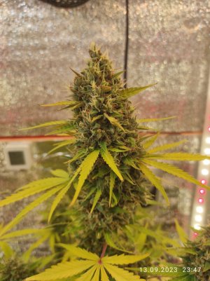 IMG_20230913_234709.jpg IMG_20230913_234709.jpg