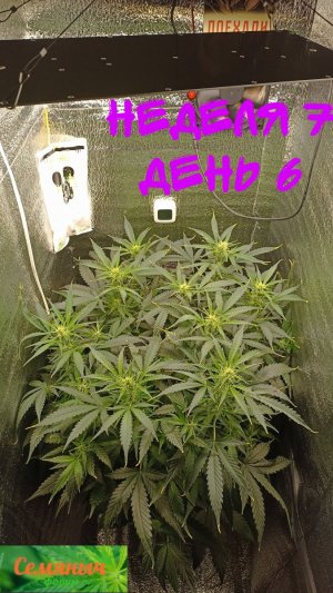 Picsart_23-09-23_09-00-34-723.jpg Picsart_23-09-23_09-00-34-723.jpg