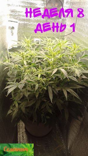 Picsart_23-09-25_07-45-11-066.jpg Picsart_23-09-25_07-45-11-066.jpg