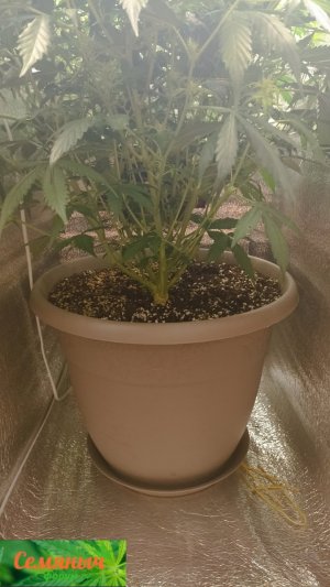 Picsart_23-10-01_07-45-25-735.jpg Picsart_23-10-01_07-45-25-735.jpg