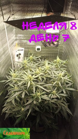 Picsart_23-10-01_07-47-28-202.jpg Picsart_23-10-01_07-47-28-202.jpg