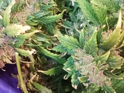 IMG20231001145040.jpg IMG20231001145040.jpg