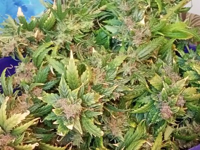 IMG20231001145034.jpg IMG20231001145034.jpg