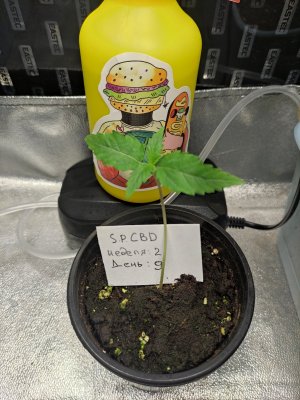 IMG_20230806_114825.jpg IMG_20230806_114825.jpg