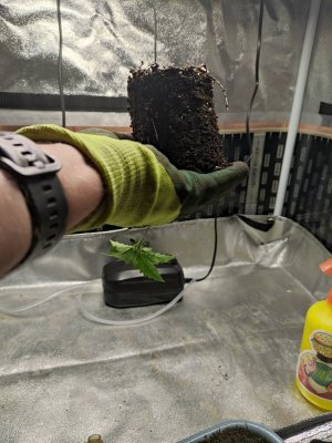 IMG_20230808_043142.jpg IMG_20230808_043142.jpg