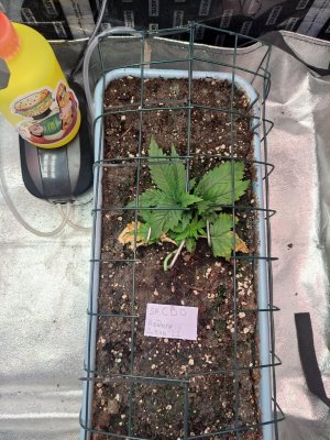 IMG_20230819_111323.jpg IMG_20230819_111323.jpg