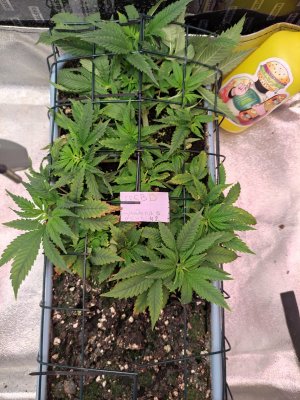 IMG_20230908_080550.jpg IMG_20230908_080550.jpg