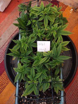 IMG_20230918_190055.jpg IMG_20230918_190055.jpg