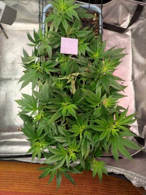 IMG_20230927_080916.jpg IMG_20230927_080916.jpg