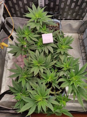 IMG_20230929_195216.jpg IMG_20230929_195216.jpg