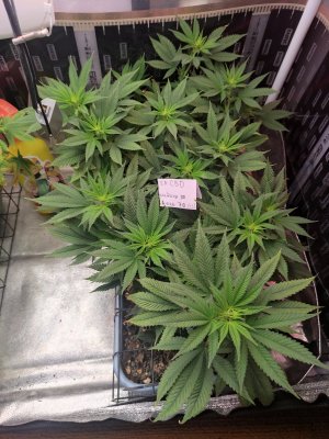 IMG_20231006_140624.jpg IMG_20231006_140624.jpg